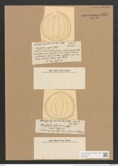 Campylodiscus undulatus Grev. (de-Toni-Nr.: Genus 57, Species 2447) Zeichnungen Sammlung Grunow Nr. 4921 (NHMW-BOT-W0373129)